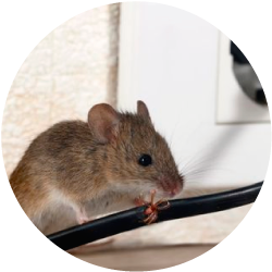ratón